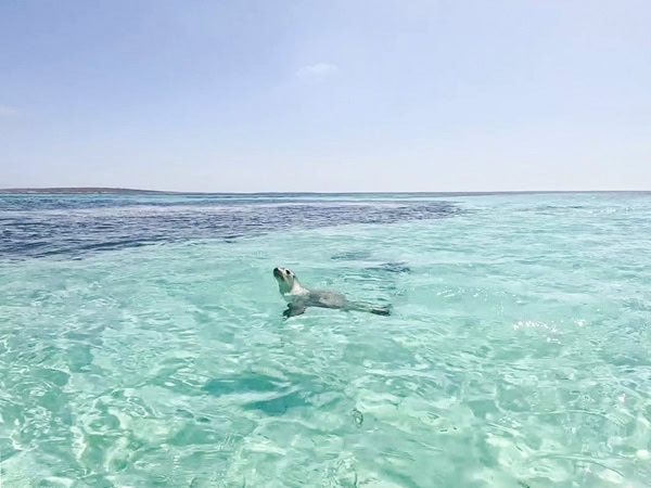 Sea lion in the Eyre Peninsula