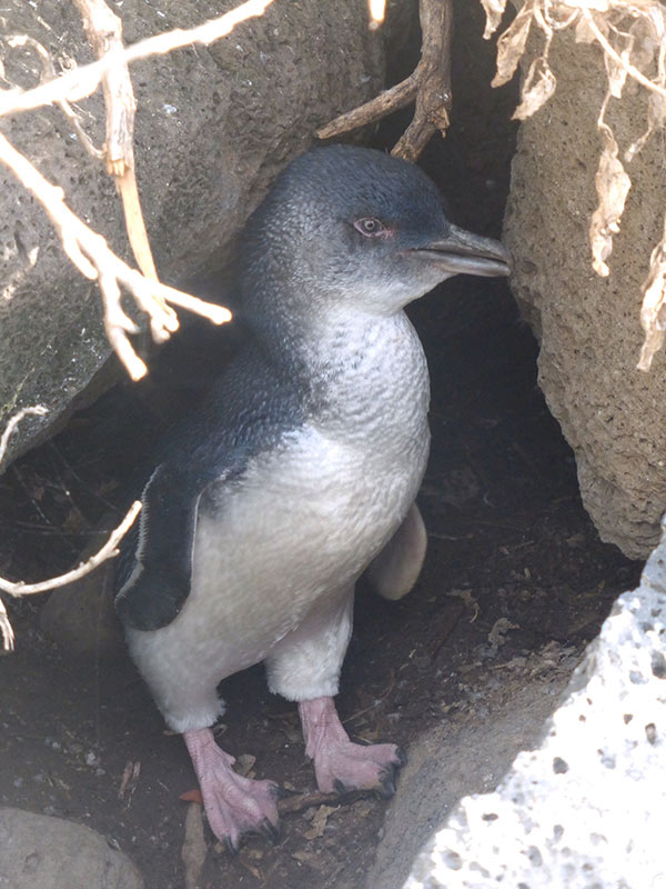 St Kilda Penguin hiding in breakwater rocks