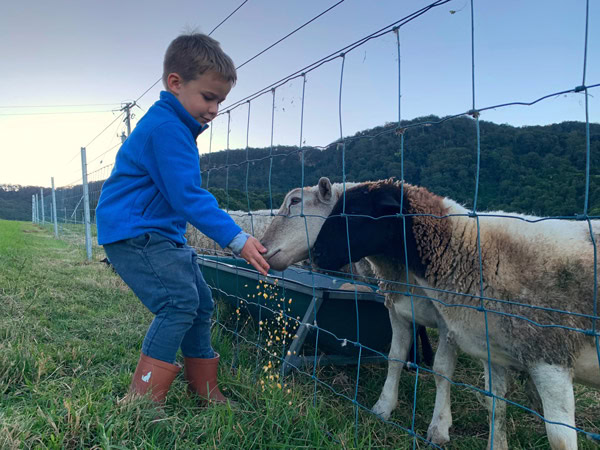 a young boy feeding farm animals at Young McDonald’s Farm