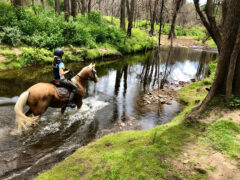 Kangaroo Valley Horses