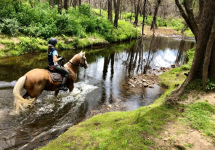 Kangaroo Valley Horses