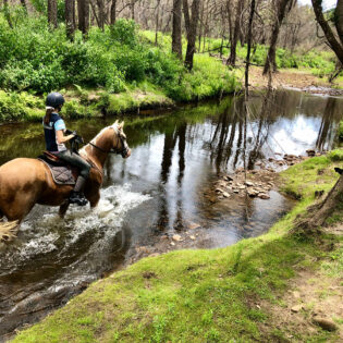 Kangaroo Valley Horses