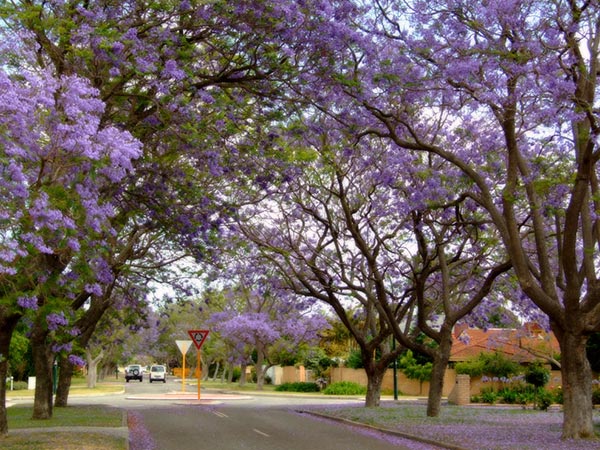 jacaranda trees lining a street in applecross, perth