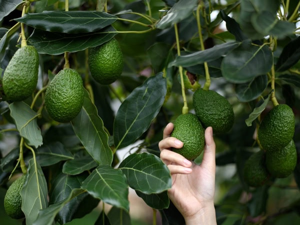 Picking avocados from tree