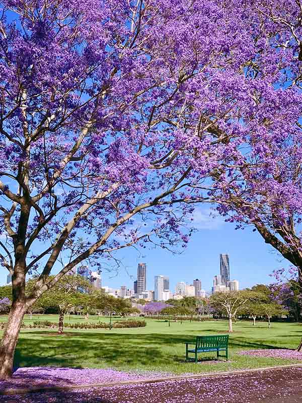 park bench beneath jacaranda trees in new farm park brisbane