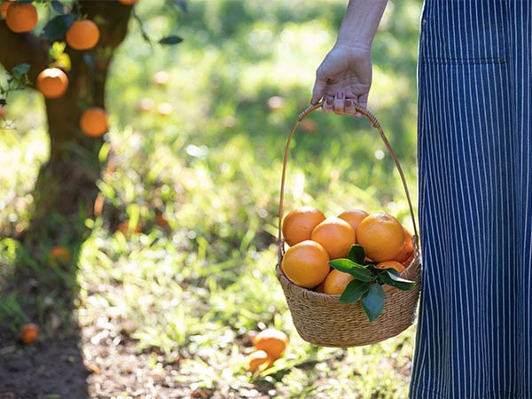 Freshly picked oranges from an orchard in Cornwallis, NSW