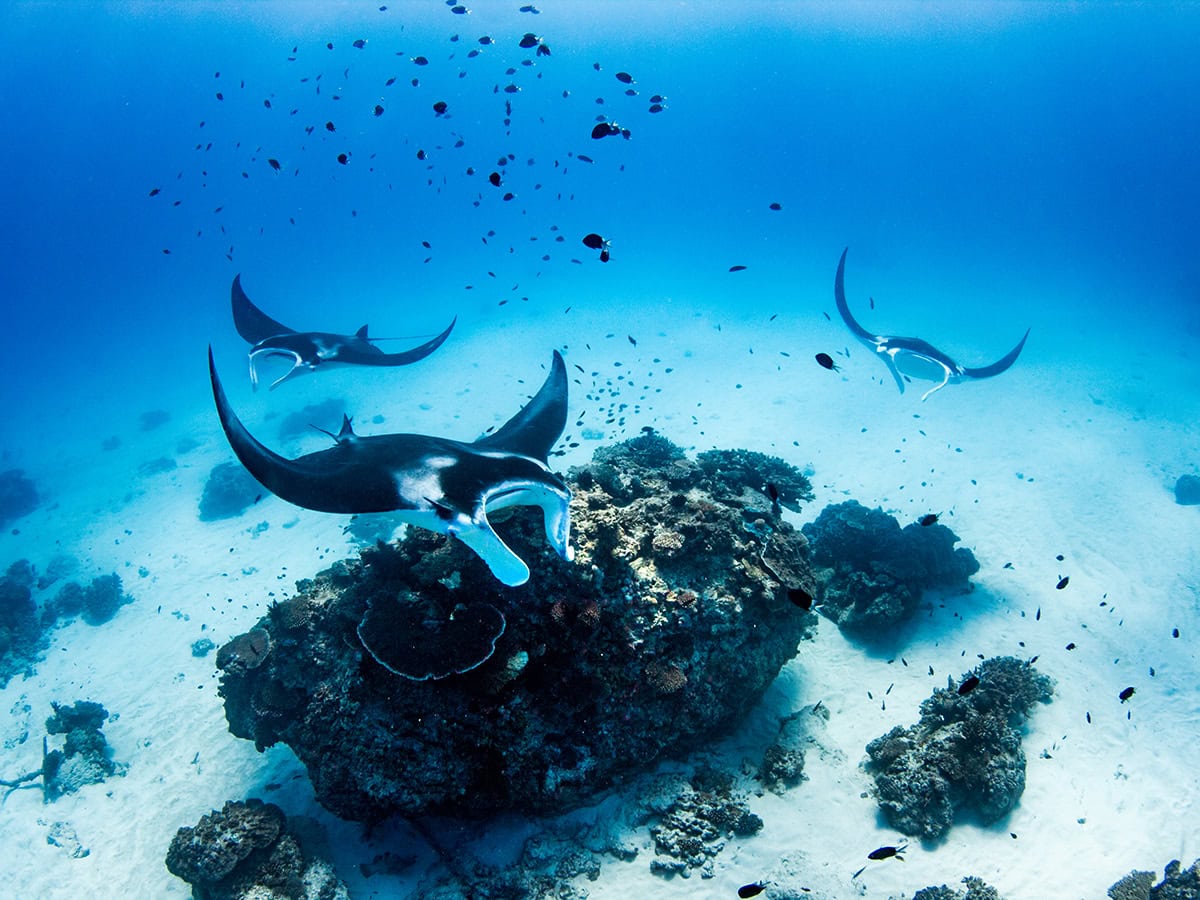 Lady Elliot Island: The island stay that lets you swim with manta rays