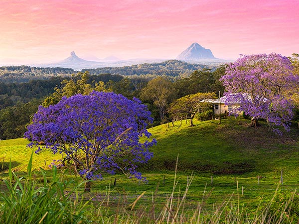 a jacaranda tree in bloom in front of glasshouse mountains queensland