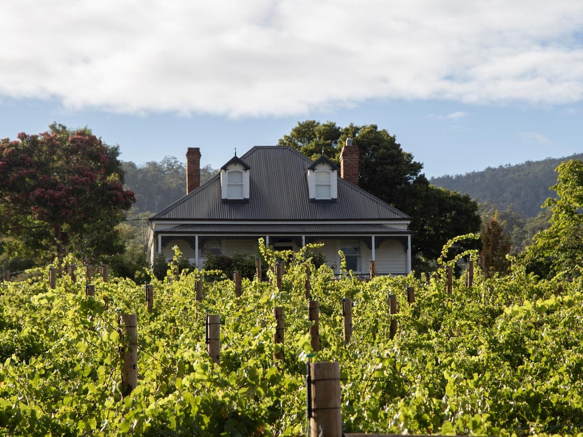 a plantation of grapevines at Kate Hill Wines