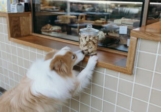 a dog barely reaches over a jar of treats at the counter of St Coco Cafe