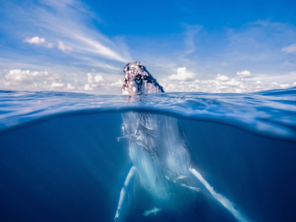 a humpback whale submerged underwater with its head poking out of the water at Hervey Bay