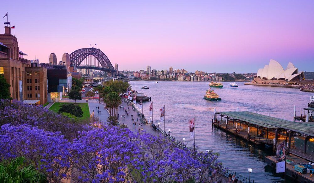 view of Circular Quay from The Rocks with jacrandas in the spring