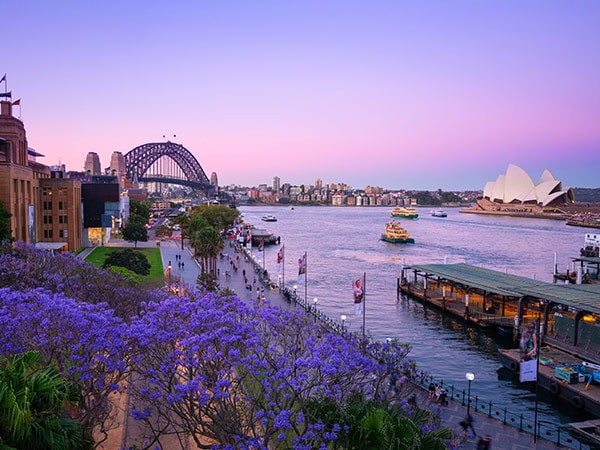 view of Circular Quay from The Rocks with jacarandas in the spring