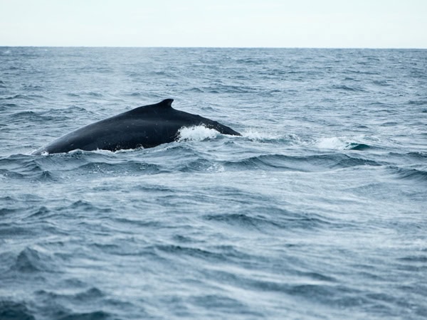 a whale spotted along Jervis Bay