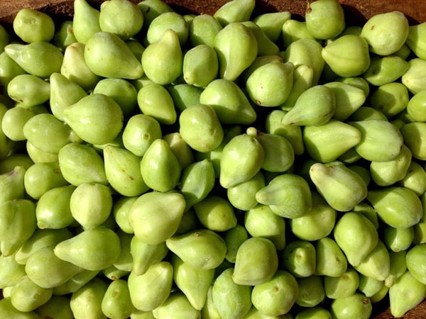 green Kakadu Plum fruits
