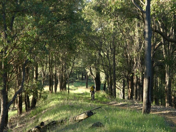 biking in a forest at Kep Track