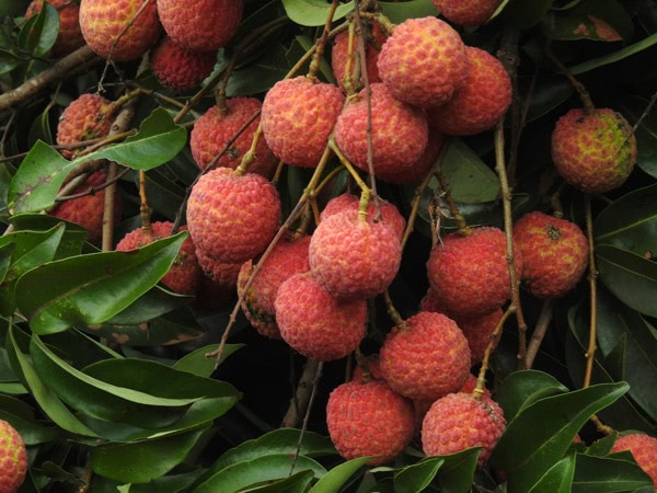 Lychees on tree