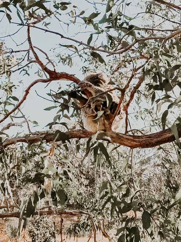 Koalas at Mikkira Station