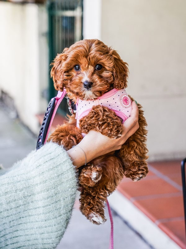 Puppy at Naked Brew in Sydney