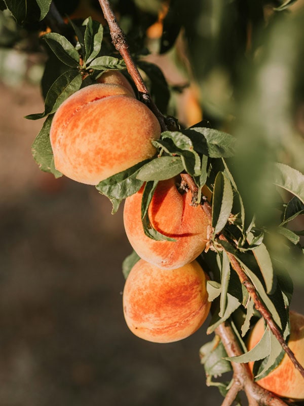 Peaches on a tree