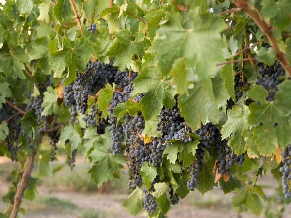 grapes grown at Penley Estate