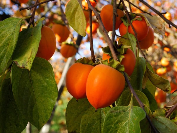 Persimmons on tree