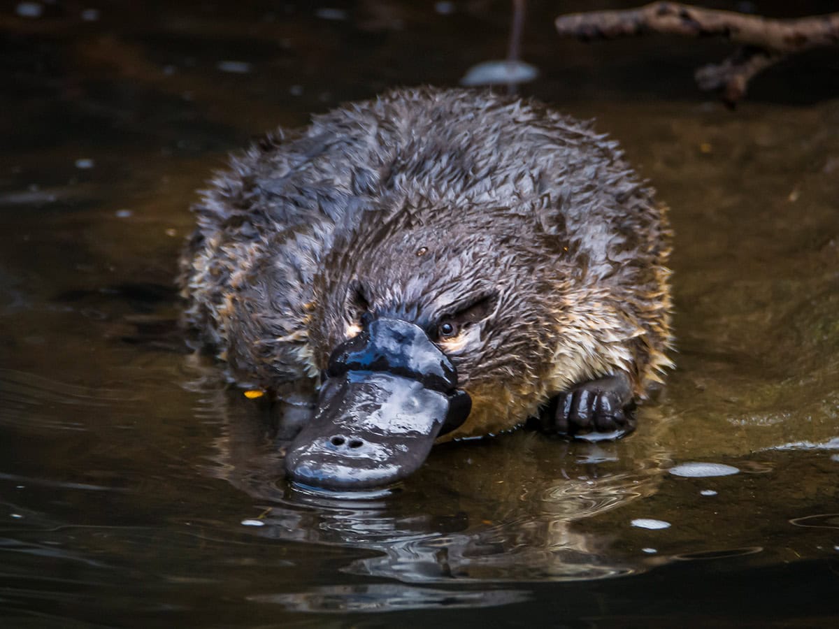 Where to see a platypus in the wild