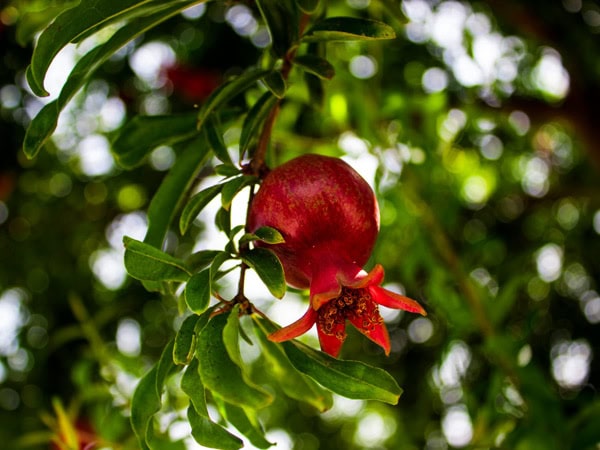 Pomegranate on tree