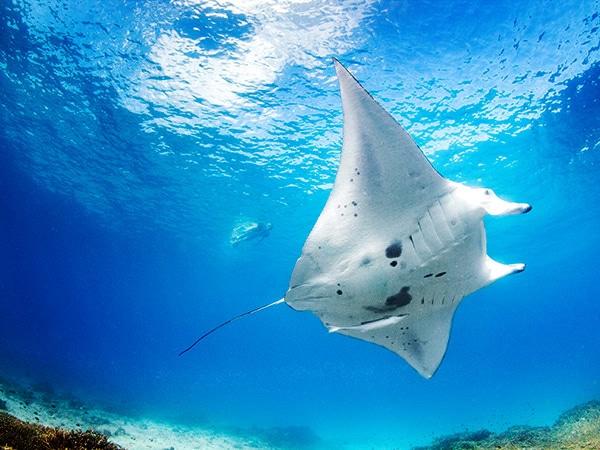 Manta Ray in Lady Elliot Island