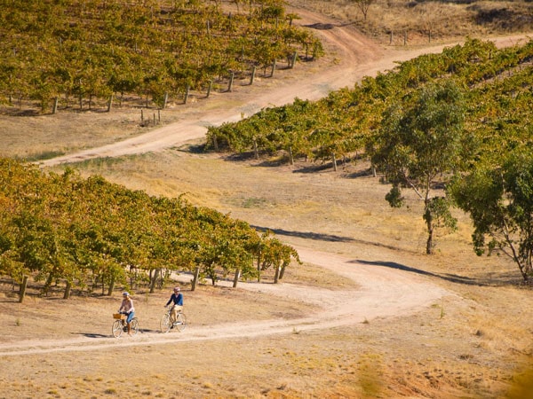 bikers passing by the wine country of the Clare Valley along The Riesling Trail