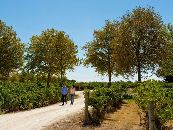 a couple exploring the vineyard at Rymill, Glenroy