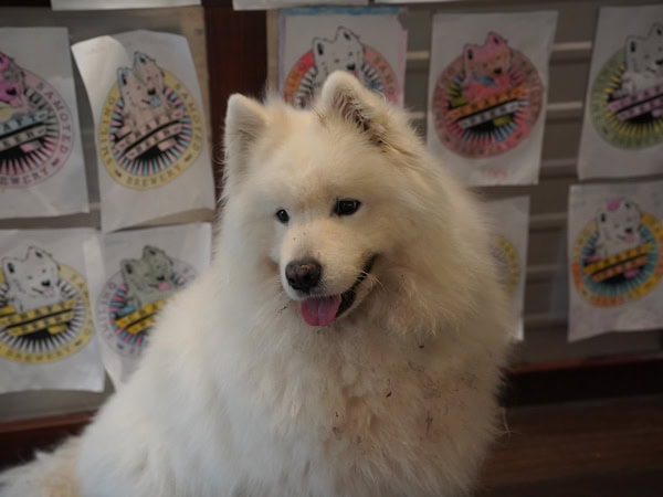 a close-up shot of a smiling samoyed 