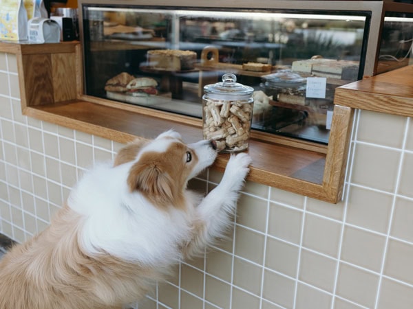 The 23 Best Pet-Friendly Cafes In Australia | Australian Traveller