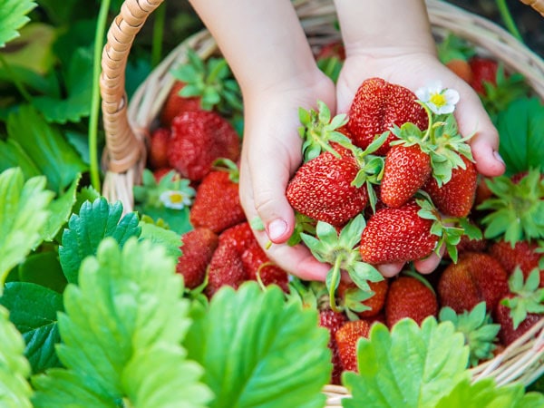 Basket of freshly picked strawberries