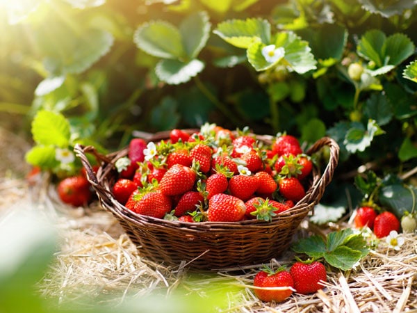 Basket of freshly picked strawberries