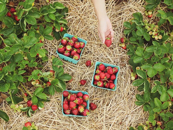 Baskets of freshly picked strawberries