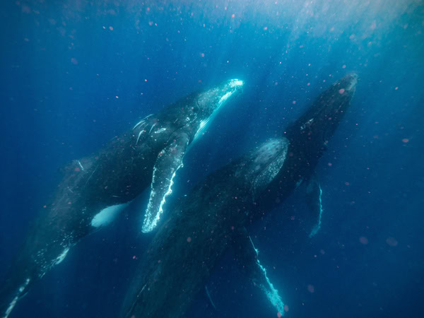 a whale swimming underwater at the Sunshine Coast