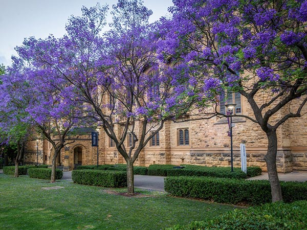 jacaranda trees lining University of Adelaide