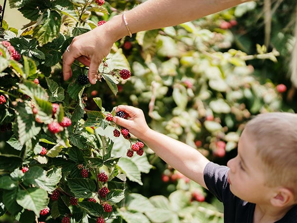 Pick berries in Tasmania