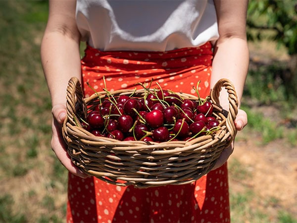 Valley Fresh Cherries in Young NSW