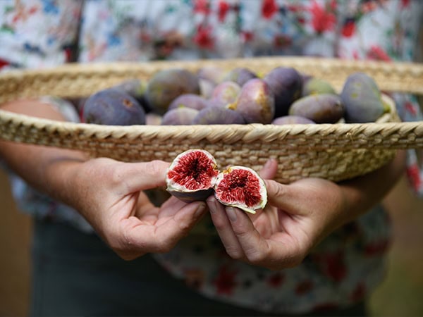 Figs at Glen Ewin Estate