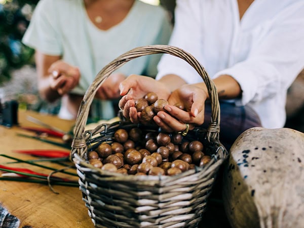 Macadamias being peeled at Tropical Fruit World, Duranbah. 