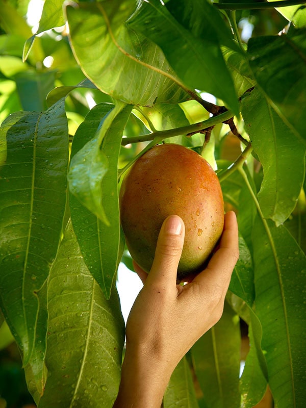 Queensland Mango picking