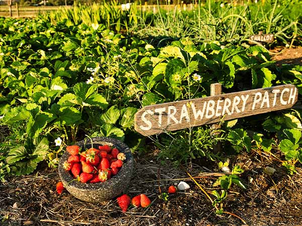 Riverina Strawberries