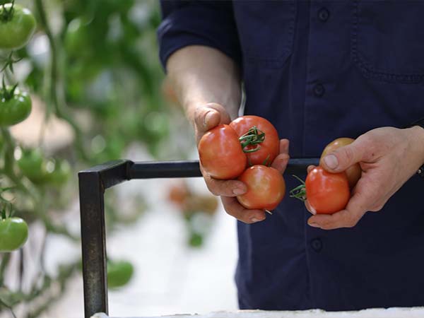 Ricardoes Tomatoes and Strawberries located in Port Macquarie