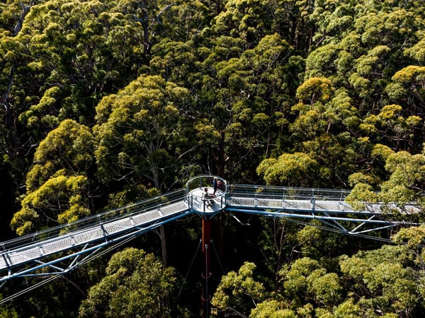 an aerial view of Valley of the Giants, Tree Top Walk