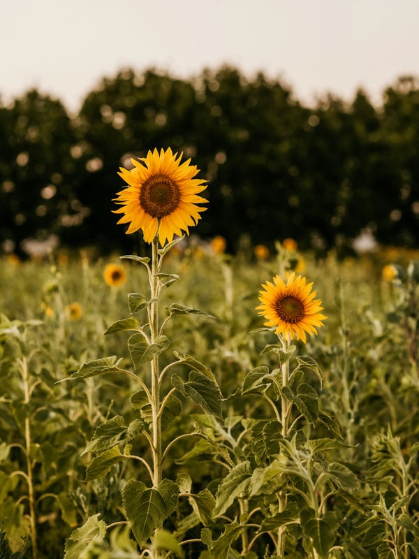 sunflowers at Farm & Co, NSW