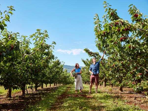 Cherry picking at Borrodell Vineyard in Orange