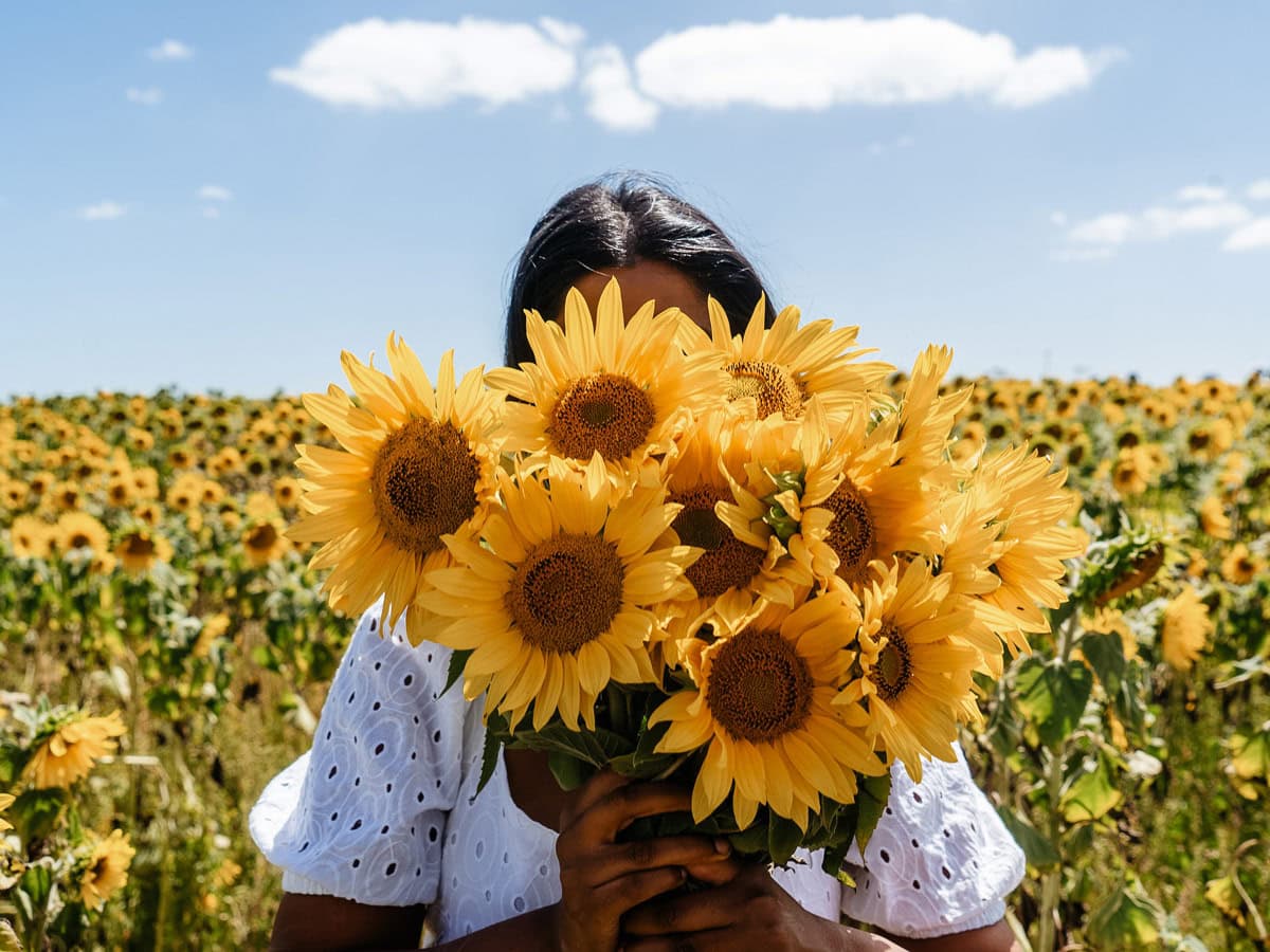 a woman holding a bunch of sunflowers at Pick Your Own Sunflowers, VIC