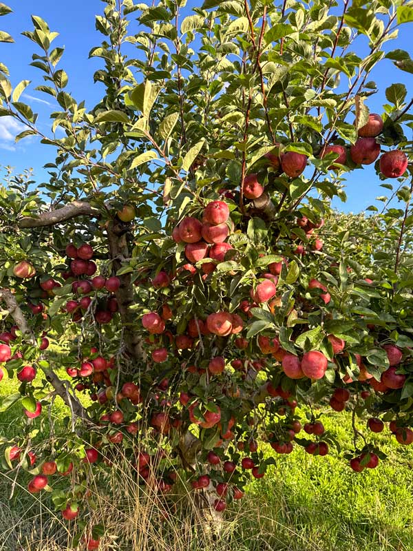 Apples on tree at Hillside Harvest in Orange